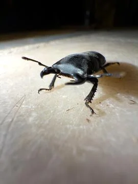 Small stag beetle Stock Photos