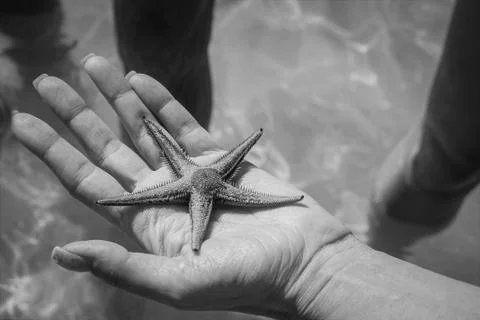 Small starfish on a human hand Stock Photos