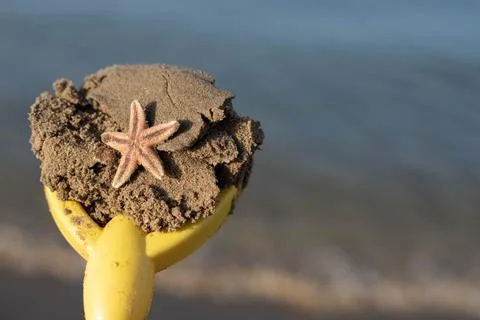 Small starfish lying on the beach Stock Photos