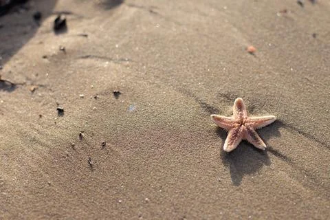 Small starfish lying on the beach Stock Photos