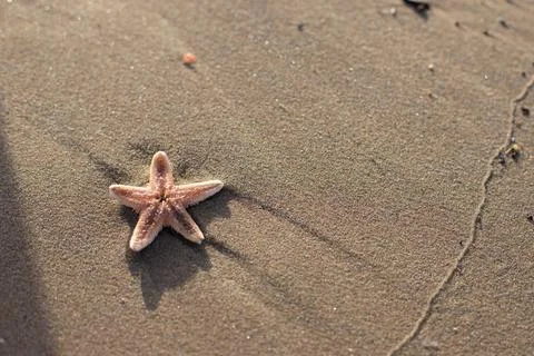 Small starfish lying on the beach Stock Photos