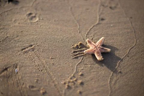 Small starfish lying on the beach Stock Photos