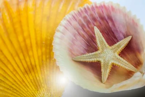 A small starfish in a shell Stock Photos
