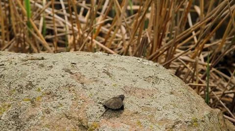 Small steps forward Stock Footage 22038110