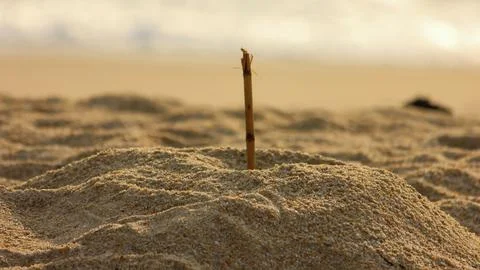 Small stick in sand dune on a tranquil beach Stock Photos