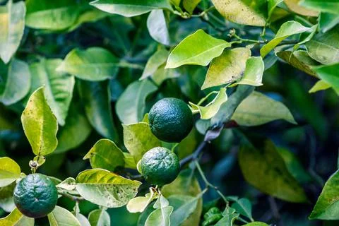 Small still green oranges Fotos Stock