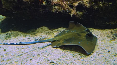 A small sting ray swimming Stock Footage 264139231
