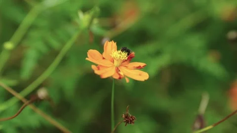 Small Stingless Bee Pollinating Orange Cosmos Bloom in Sunlight Stock Footage 344189219