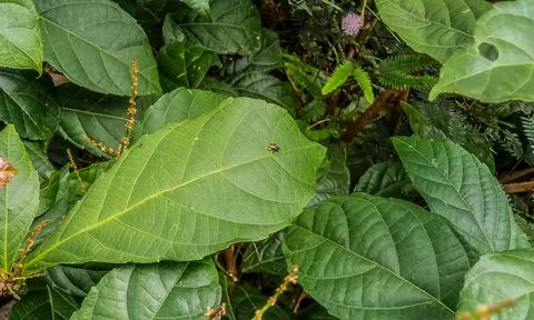 Small Stingless Bee sitting on the leaf Stock Photos