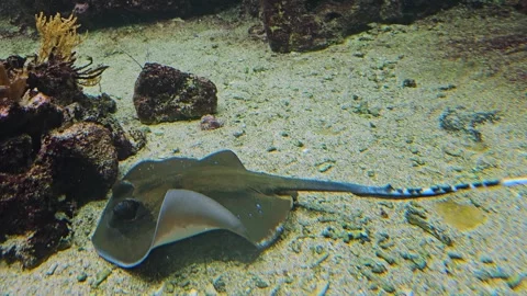 A small stingray fish Video stock 273232843