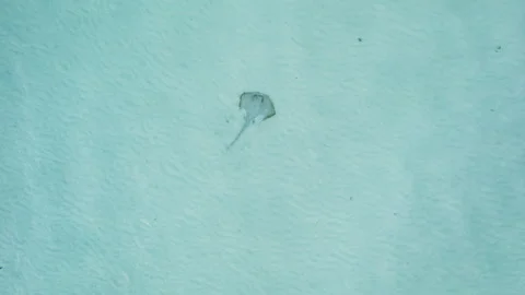 Small stingray swims by the beach Stock Footage 242748412