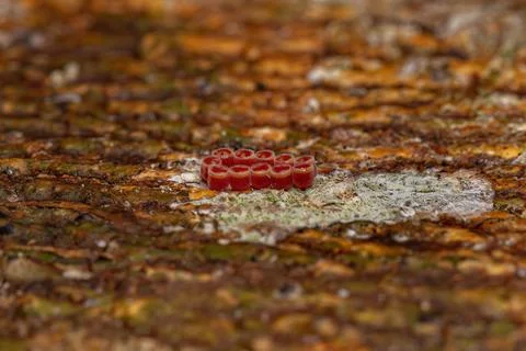 Small Stink Bug Eggs Stock Photos