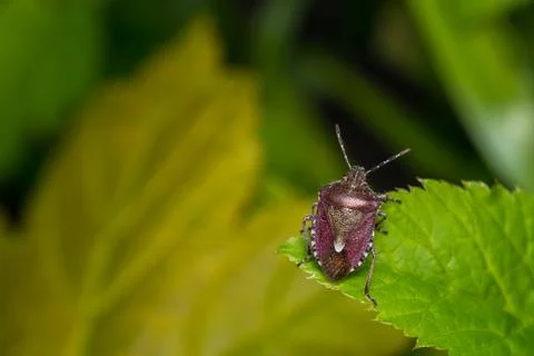 Small Stink Bug on Leaf Stock Photos