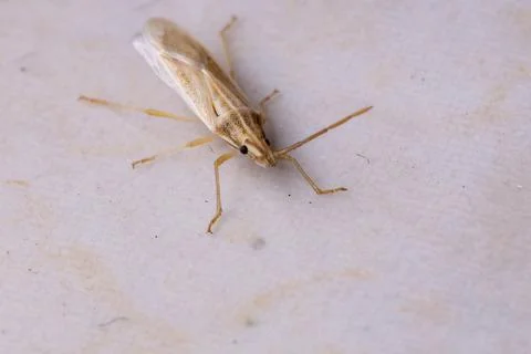 Small Stink Bug Stock Photos