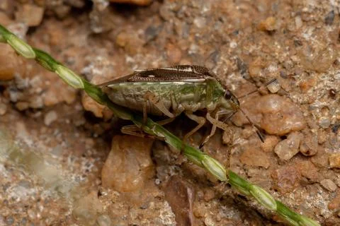Small Stink Bug Stock Photos