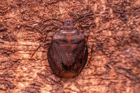 Small Stink bug Stock Photos