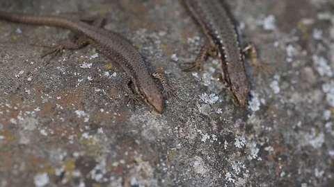 Small stone lizards standing on the stone Stock-Footage 83522444