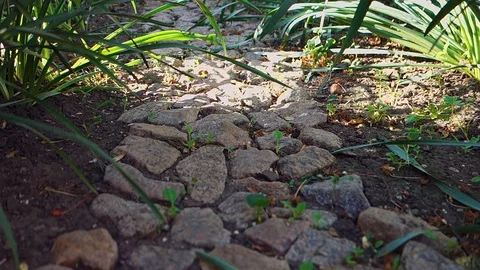 A small stone path between the green bushes, laid out in the garden, the camera Stock Footage 112400891