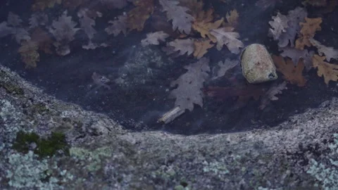 Small Stone Splashing On A Puddle In A Boulder With Submerged Brown Leaves Stock Footage 325774702