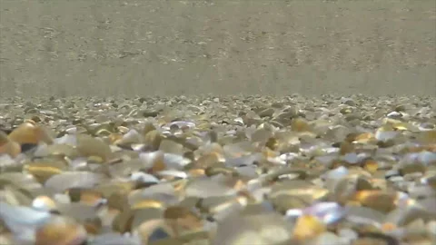 Small stones and broken shells in wave Stock Footage 101515025