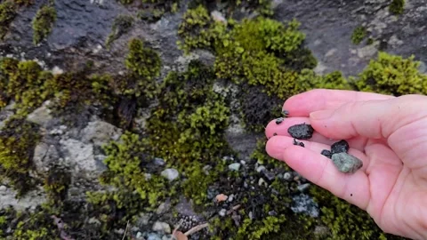 Small stones falling from a mature hand onto wet rock. Stock Footage 341355467