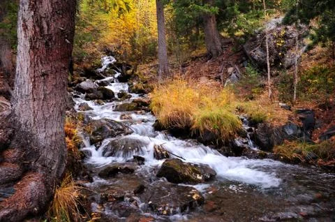 A small stormy river flowing down from the mountain through the coniferous fo Stock Photos