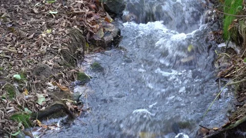 Small stormy river flowing in the forest. Clear stream. 스톡 동영상 254854410