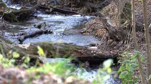 Small stormy river flowing in the forest. Clear stream. 스톡 동영상 254854448