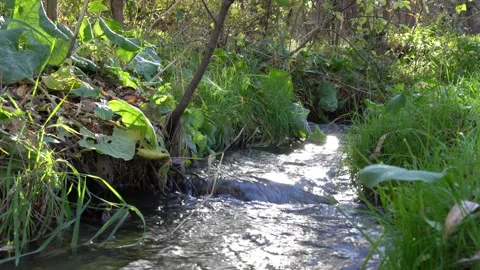 Small stormy river flowing in the forest. Clear stream. 스톡 동영상 254854449