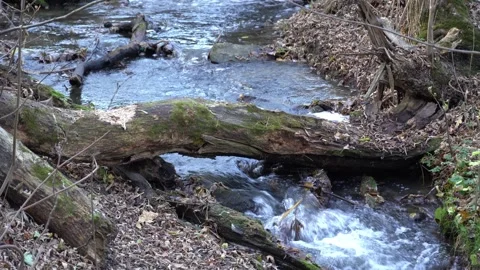 Small stormy river flowing in the forest. Clear stream. 스톡 동영상 254854547
