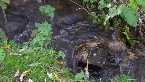 Small stormy river flowing in the forest. Clear stream. 스톡 동영상 254854625