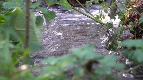 Small stormy river flowing in the forest. Clear stream. 스톡 동영상 254854629
