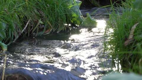 Small stormy river flowing in the forest. Clear stream. 스톡 동영상 254854637