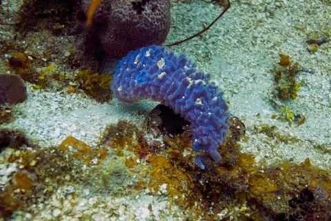 Small stovepipe sponge Stock-Fotos