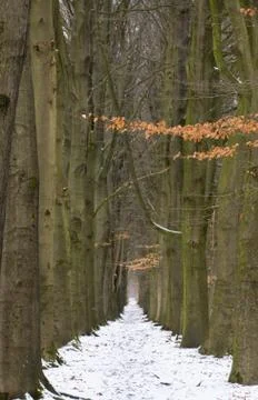 Small straight path through Beech forest in winter, vertical Stock Photos
