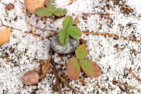 Small Strawberry Plants Surrounded by a Thin Fresh Layer of Graupel Snow in Stock Photos