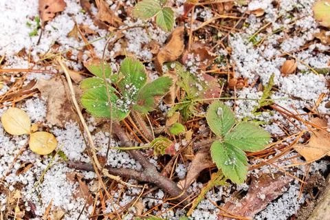 Small Strawberry Plants Surrounded by a Thin Fresh Layer of Graupel Snow in Stock Photos