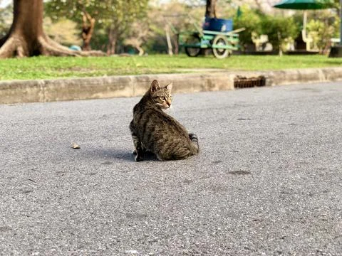 Small stray cat in the park Stock Photos