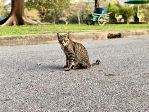Small stray cat in the park Stock Photos