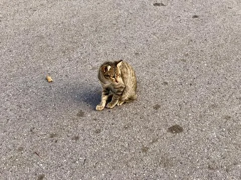 Small stray cat in the park Stock Photos