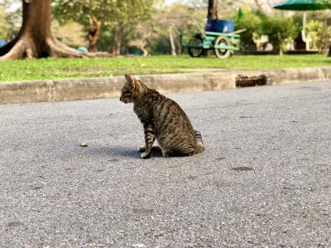 Small stray cat in the park Stock Photos