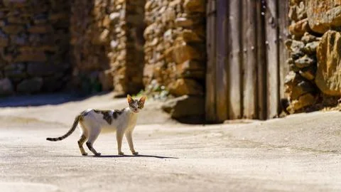 Small stray cat standing in the middle of the street of an old village with Stock Photos