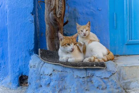 A Small Stray Cat Walks Around In A City In Morocco Stock Photos