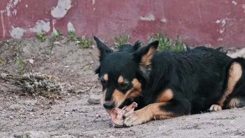 Small Stray Dog Chewing Meat Scrap Looking Up Outdoors Stock Footage 308404059