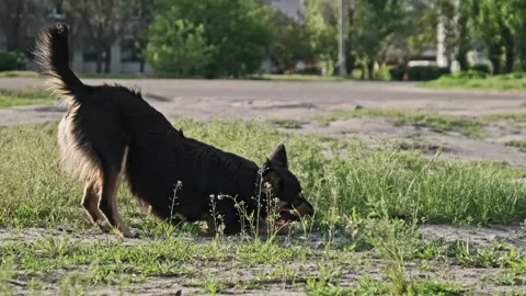 Small Stray Dog Pouncing Playfully on Grass Outdoors Video stock 310114174