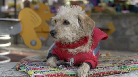 Small stray dog in red sweater resting on street mat outdoors, homeless dog Video stock 329278202