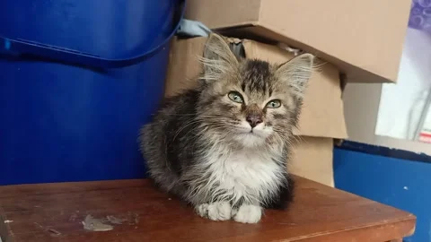 Small stray kitten sitting and looking around, static shot Stock Footage 327597680