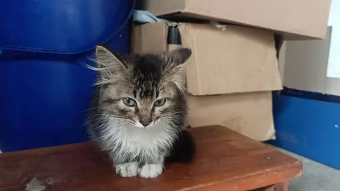 Small stray kitten sitting still, static shot Stock Footage 327597640