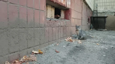 Small Stray Tabby Kitten Sitting by an Old Building Wall Video stock 316393474
