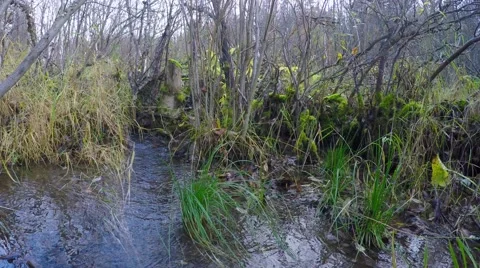 Small stream among dwarf birches Stockbeeldmateriaal 55355915